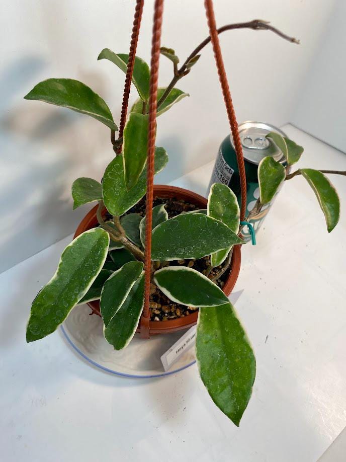 Hoya Krimson Queen Plant with FREE hanger | Variegated Foliage | Last One