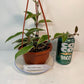 Hoya Krimson Queen Plant with FREE hanger | Variegated Foliage | Last One