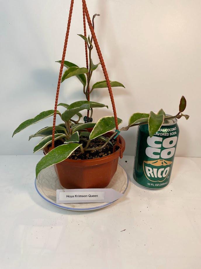 Hoya Krimson Queen Plant with FREE hanger | Variegated Foliage | Last One