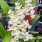 Compact Oncidium Twinkle Orchid Fragrance Fantasy I not in bloom | 20% OFF