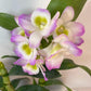 Dendrobium Nobile Violet Fizz Orchid with blooms I Subtle fragrance I Only one