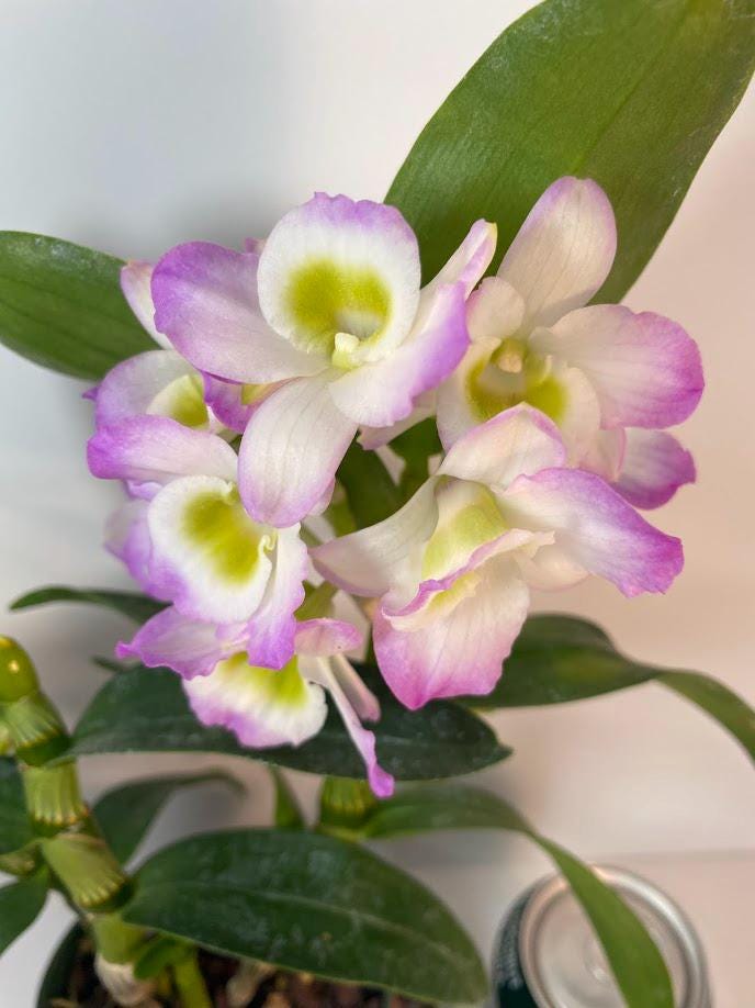 Dendrobium Nobile Violet Fizz Orchid with blooms I Subtle fragrance I Only one