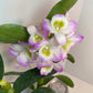 Dendrobium Nobile Violet Fizz Orchid with blooms I Subtle fragrance I Only one