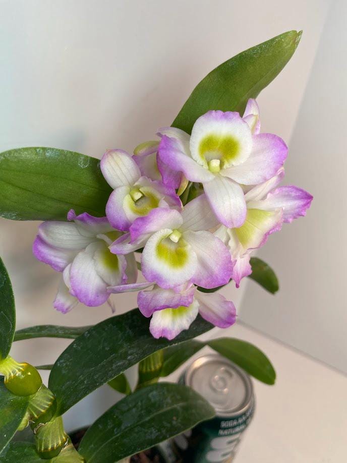 Dendrobium Nobile Violet Fizz Orchid with blooms I Subtle fragrance I Only one