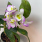 Dendrobium Nobile Violet Fizz Orchid with blooms I Subtle fragrance I Only one