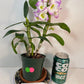 Dendrobium Nobile Violet Fizz Orchid with blooms I Subtle fragrance I Only one
