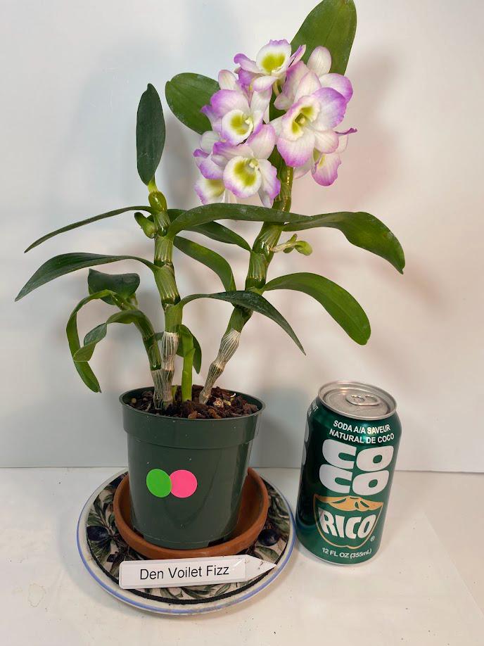 Dendrobium Nobile Violet Fizz Orchid with blooms I Subtle fragrance I Only one
