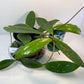 Hoya Pubicalyx Splash Easy Care Vining Plant In 4 Inch Pot With 20 Percent Off Limited Time Offer