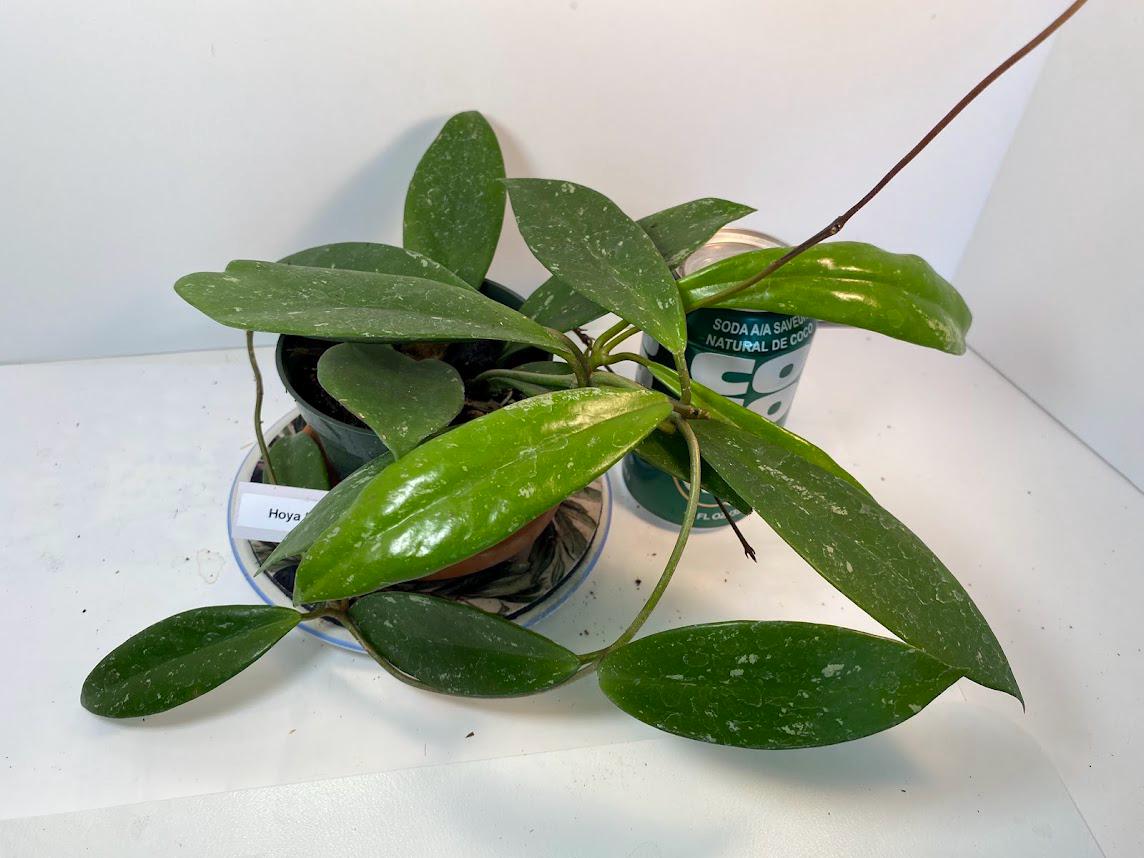 Hoya Pubicalyx Splash Easy Care Vining Plant In 4 Inch Pot With 20 Percent Off Limited Time Offer