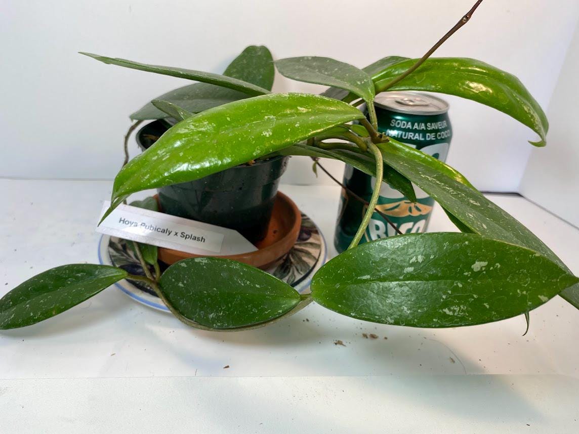 Hoya Pubicalyx Splash Easy Care Vining Plant In 4 Inch Pot With 20 Percent Off Limited Time Offer