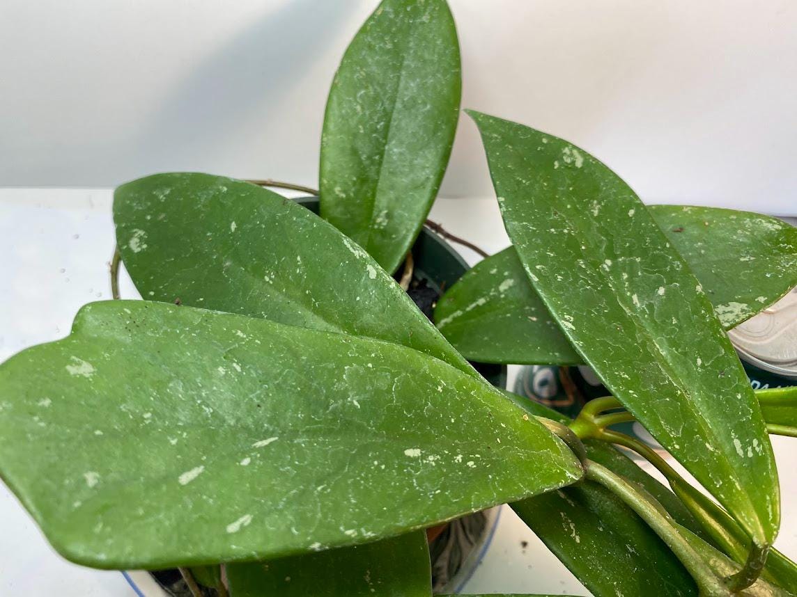 Hoya Pubicalyx Splash Easy Care Vining Plant In 4 Inch Pot With 20 Percent Off Limited Time Offer