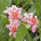 Compact Oncidium Twinkle Pink Orchid potted and established I not in bloom