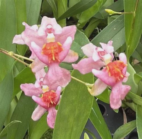 Compact Oncidium Twinkle Pink Orchid potted and established I not in bloom