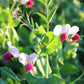 50 AUSTRIAN WINTER PEA Caley Flower Pisum Sativum Ground Cover Crop Legume Seeds