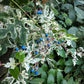 10 Variegated PORCELAIN BERRY VINE Ampelopsis Brevipedunculata Elegans Ampelopsis Glandulosa Amur Peppervine Blue Pink Purple Berries Seeds