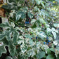 10 Variegated PORCELAIN BERRY VINE Ampelopsis Brevipedunculata Elegans Ampelopsis Glandulosa Amur Peppervine Blue Pink Purple Berries Seeds