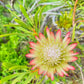 5 SUGARBUSH PROTEA Repens Yellow & Pink Huge Flower Seeds