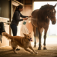 Banixx Horse & Pet Care Grooming Spray Skin Support Alcohol-Free Travel Size 2 oz.
