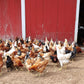 DuraStat Poultry Water Supplement 4g Oregano Essential Oils Antibiotic-Free