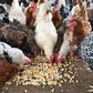 DuraStat Poultry Water Supplement 4g Oregano Essential Oils Antibiotic-Free