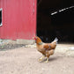 DuraStat Poultry Water Supplement 4g Oregano Essential Oils Antibiotic-Free