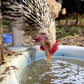 DuraStat Poultry Water Supplement 4g Oregano Essential Oils Antibiotic-Free