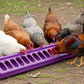 Little Giant 20" Plastic Flip-Top Poultry Ground Feeder, Purple Chickens Birds