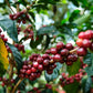 Costa Rica Café Vida Lavado
