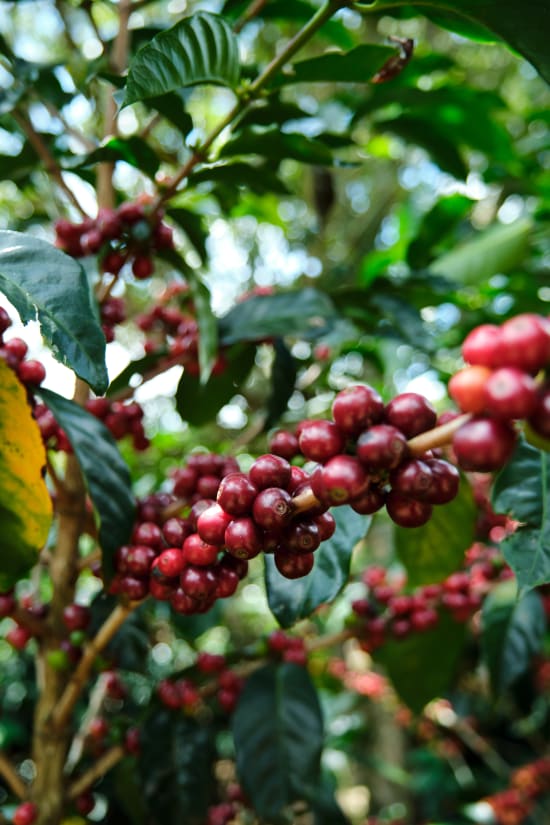 Costa Rica Café Vida Lavado