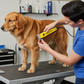 ConairPRO Dog Cat 11-Piece Grooming Kit - Professional Home Clipper All Breeds