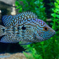 Carpintis Cichlid (Herichthys carpintis)