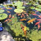 Kordon Pond Amquel Liquid 16oz - Complete Water Detoxifier for Fresh & Saltwater Aquariums 2-Pack