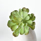 6" Faux Soft Aeonium Succulent Pick