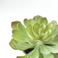 6" Faux Soft Aeonium Succulent Pick