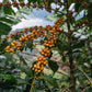 Brazil Serra Negra Natural
