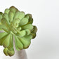 6" Faux Soft Aeonium Succulent Pick