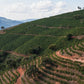 Brazil Serra Negra Natural