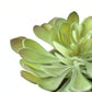6" Faux Soft Aeonium Succulent Pick