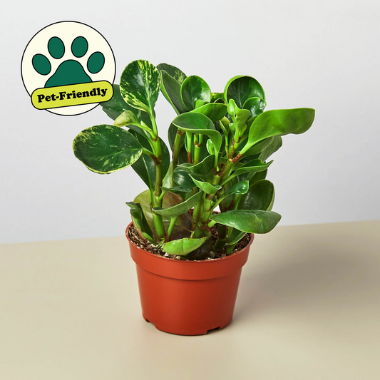 FREE SHIPPING Peperomia 'Marble' - a perennial epiphyte native to the tropical regions of Central and South America.