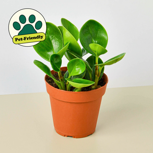 Peperomia Thailand - circular leaves which are a deep jade color and retains most of its water.