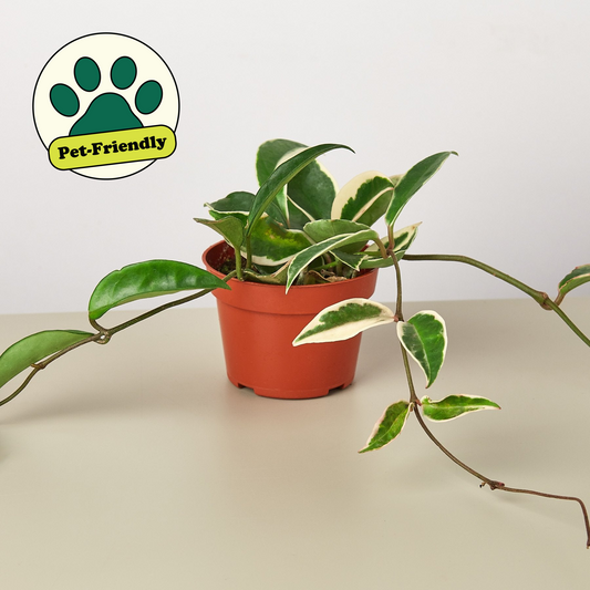 The indoor vines of this plant love to change color according to how much light they receive