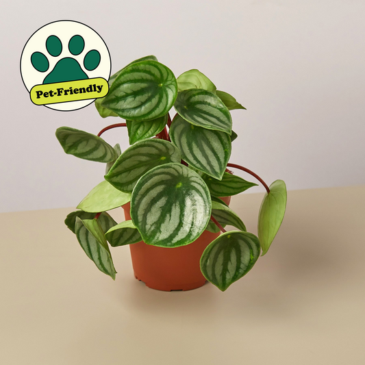 Peperomia 'Watermelon' I  It is a perennial with asymmetrical oval green leaves, slightly fleshy, strikingly marked with curved silver stripes, and red stems.