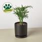 Parlor Palm I Thrives in low light conditions and is also an excellent air purifier.