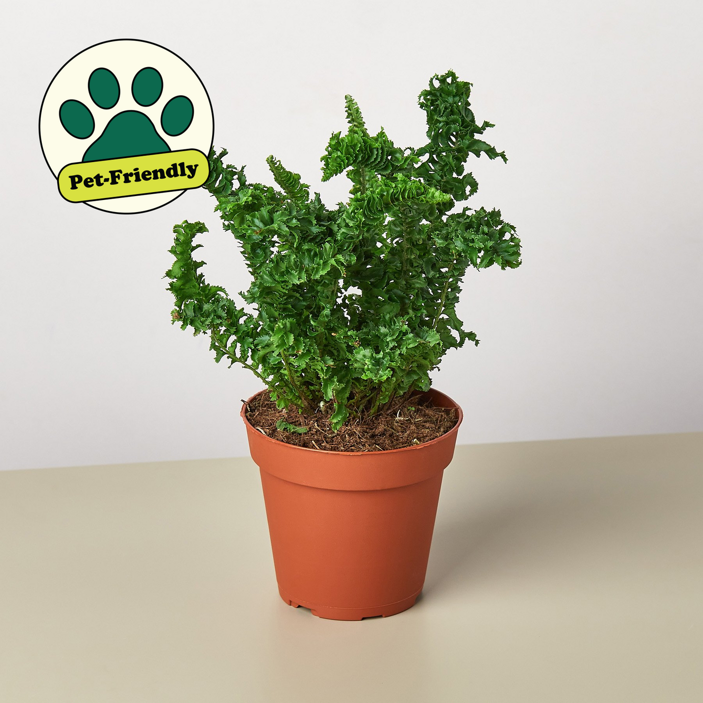 Fern 'Emina'
