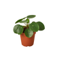 Pilea Peperomioides Chinese Money Plant | Easy Care Coin-Shaped Leaves | House Plant Shop