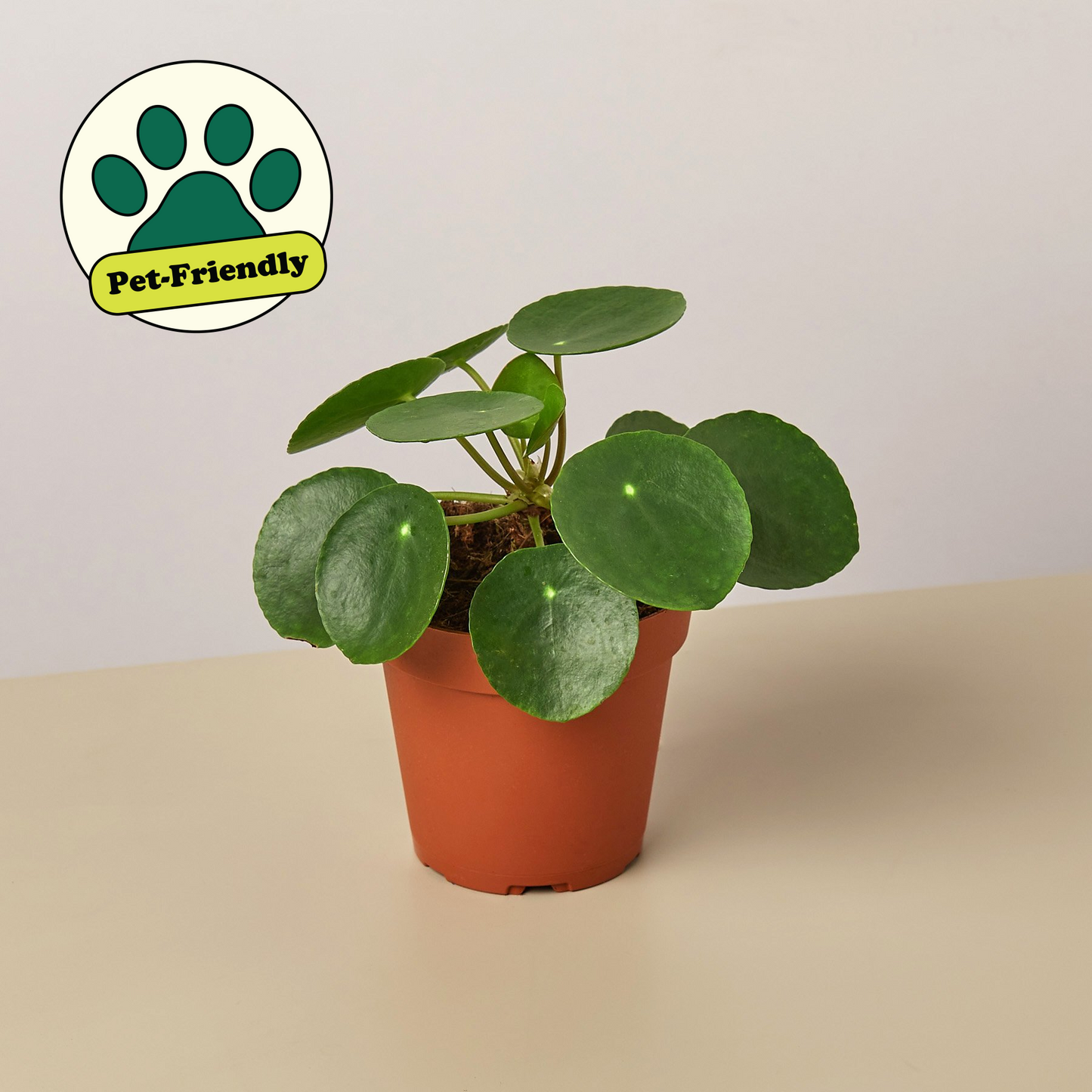 Pilea Peperomioides 'Chinese Money Plant' - Each of its lily pad like leaves float on dainty looking stems that will bob around independently in a gentle breeze.