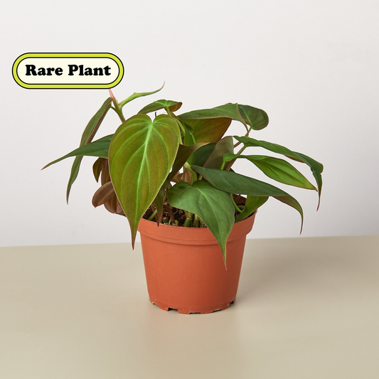 Philodendron 'Velvet' I This type of philodendron plant has velvet-textured heart-shaped leaves