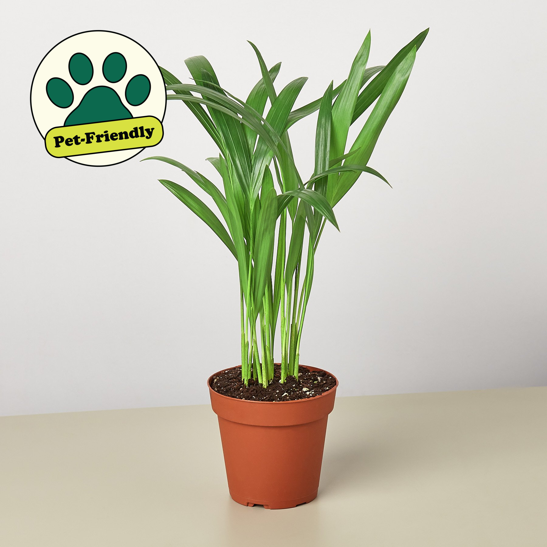 Areca Palm I  Growing an areca palm tree indoors is ideal because it grows very slowly and thrives in bright, indirect light.