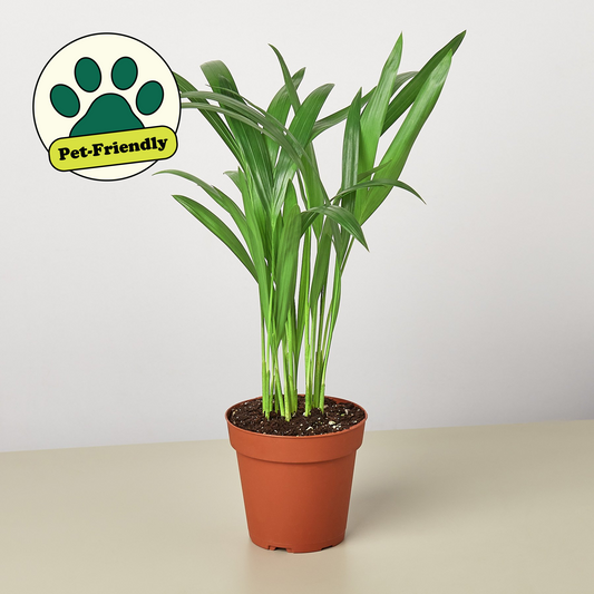 Areca Palm I  Growing an areca palm tree indoors is ideal because it grows very slowly and thrives in bright, indirect light.