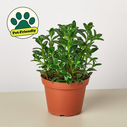 FREE SHIPPING Nematanthus Candy Corn Plant 'Brazilian Firecracker' - a trailing houseplant known for its bright orange, tubular flowers that resemble candy corn.